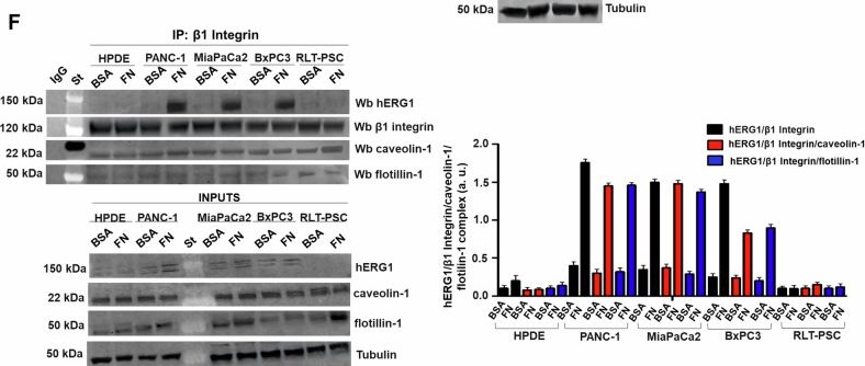 Fig.1.F showing Western Blotting in a Homo sapiens (Human) sample from the publication: Targeting the hERG1/β1 integrin complex in lipid rafts potentiates statins anti-cancer activity in pancreatic cancer.
