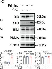 Fig.6.C showing Western Blotting from the publication: Ganglioside GA2-mediated caspase-11 activation drives macrophage pyroptosis aggravating intimal hyperplasia after arterial injury.