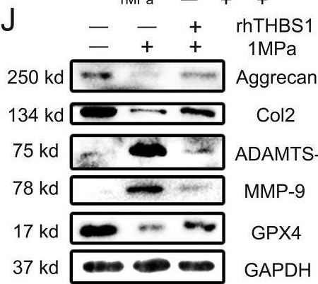 Fig.3.J showing Western Blotting from the publication: Thrombospondin-1 mitigates osteoarthritis progression by inhibiting mechanical stress-induced chondrocyte ferroptosis via the integrin/YAP pathway.