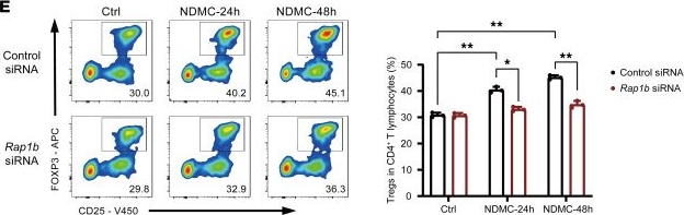 Fig.5.E showing Flow cytometry/Cell sorting from the publication: Myeloperoxidase-anchored ENO1 mediates neutrophil extracellular trap DNA to enhance Treg differentiation via IFITM2 during sepsis.