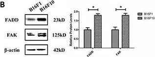 Fig.4.B showing Western Blotting from the publication: MiR-7a is an important mediator in Fas-associated protein with death domain (FADD)-regulated expression of focal adhesion kinase (FAK).