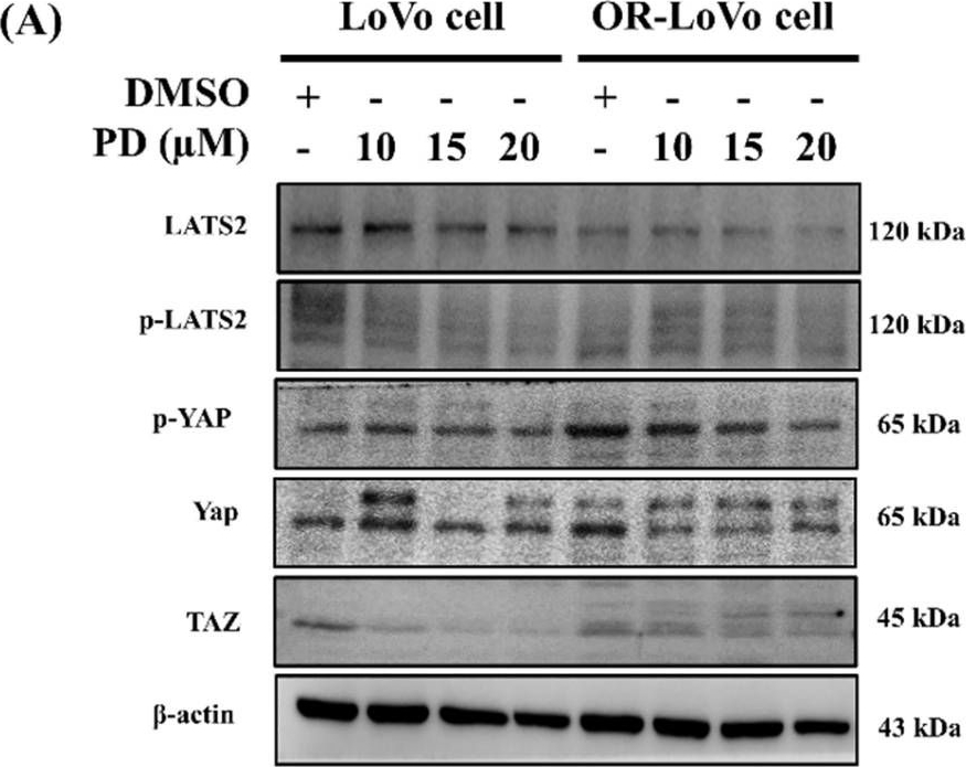 Fig.4.A showing Western Blotting in a Homo sapiens (Human) sample from the publication: Platycodin D confers oxaliplatin Resistance in Colorectal Cancer by activating the LATS2/YAP1 axis of the hippo signaling pathway.