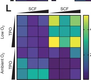 Fig.6.L from the publication: Mapping the biogenesis of forward programmed megakaryocytes from induced pluripotent stem cells.