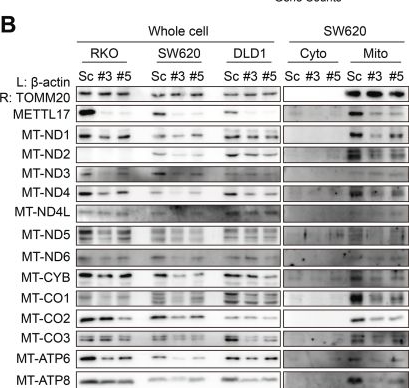 Fig.5.B showing Western Blotting from the publication: METTL17 coordinates ferroptosis and tumorigenesis by regulating mitochondrial translation in colorectal cancer.