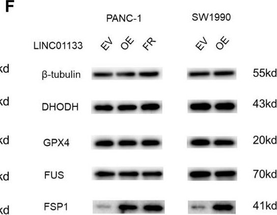 Fig.6.F showing Western Blotting in a Homo sapiens (Human) sample from the publication: LINC01133 can induce acquired ferroptosis resistance by enhancing the FSP1 mRNA stability through forming the LINC01133-FUS-FSP1 complex.