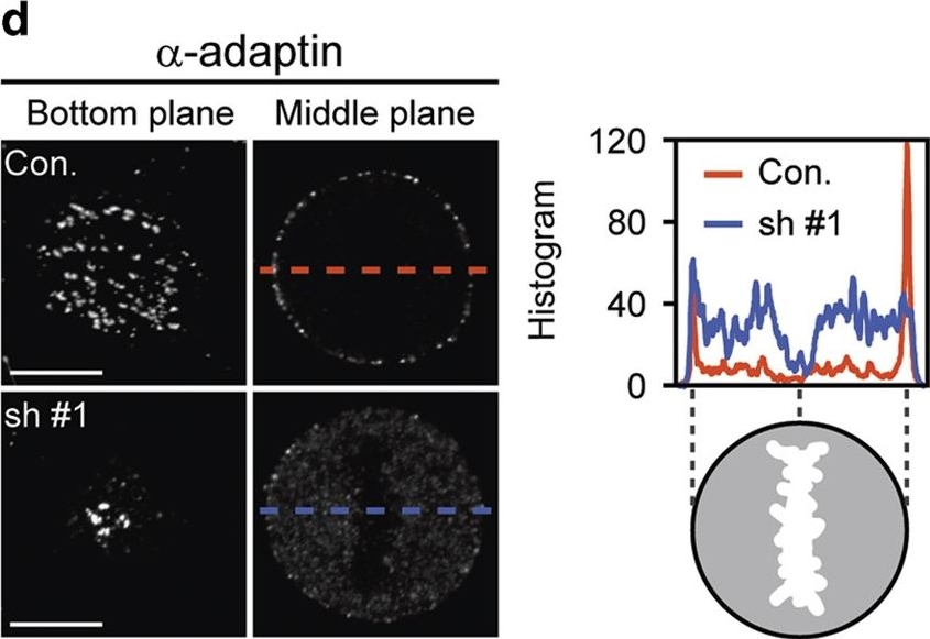 Fig.2.D showing Immunocytochemistry-immunofluorescence in a Homo sapiens (Human) sample from the publication: αTAT1 downregulation induces mitotic catastrophe in HeLa and A549 cells.