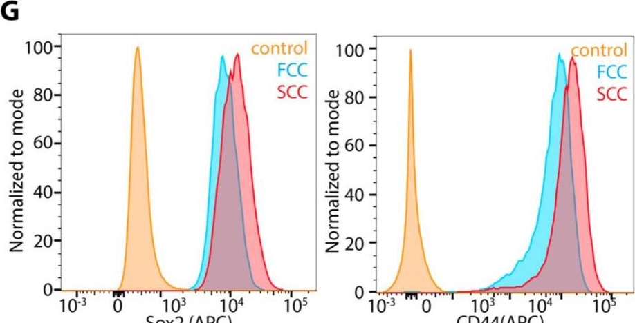 Fig.5.G showing Flow cytometry/Cell sorting in a Mus musculus (House mouse) sample from the publication: KR158 Spheres Harboring Slow-Cycling Cells Recapitulate High-Grade Glioma Features in an Immunocompetent System.