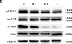 Fig.6.C showing Western Blotting from the publication: Pre-Adolescent Diet Normalization Restores Cognitive Function in Young Mice.