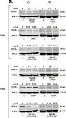 Fig.4.A showing Western Blotting from the publication: Carbon nanotubes conjugated with cisplatin activate different apoptosis signaling pathways in 2D and 3D-spheroid triple-negative breast cancer cell cultures: a comparative study.