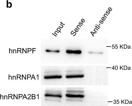 Fig.8.B showing Western Blotting in a Mus musculus (House mouse) sample from the publication: The RNA-binding protein hnRNP F is required for the germinal center B cell response.