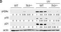 Fig.5.D showing Western Blotting from the publication: Staphylococcus epidermidis prevents UV-induced skin aging by suppressing TLR3-mediated senescence.