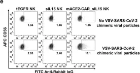 Fig.2.E showing Flow cytometry/Cell sorting from the publication: Off-the-shelf CAR natural killer cells secreting IL-15 target spike in treating COVID-19.