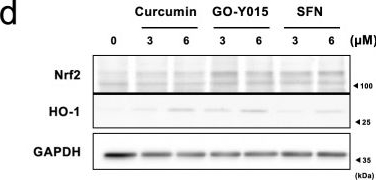 Fig.2.D showing Western Blotting in a Homo sapiens (Human) sample from the publication: Nrf2 activation by the monocarbonyl curcumin derivative GO-Y015 confers cellular protection against arsenite toxicity by reducing intracellular arsenic levels.