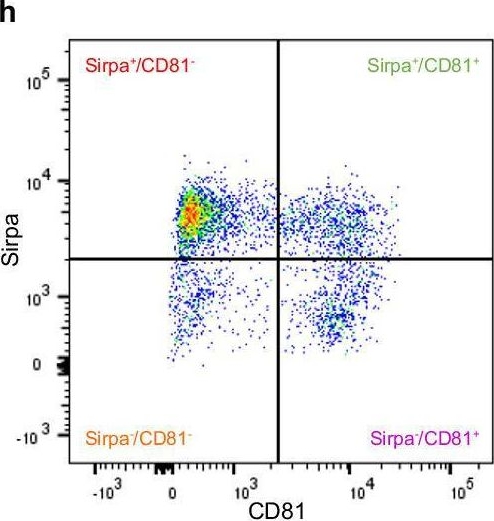 Fig.2.H showing Flow cytometry/Cell sorting from the publication: Decoding adult murine pancreatic islet cell diversity through cell type-resolved proteomics and phosphoproteomics.