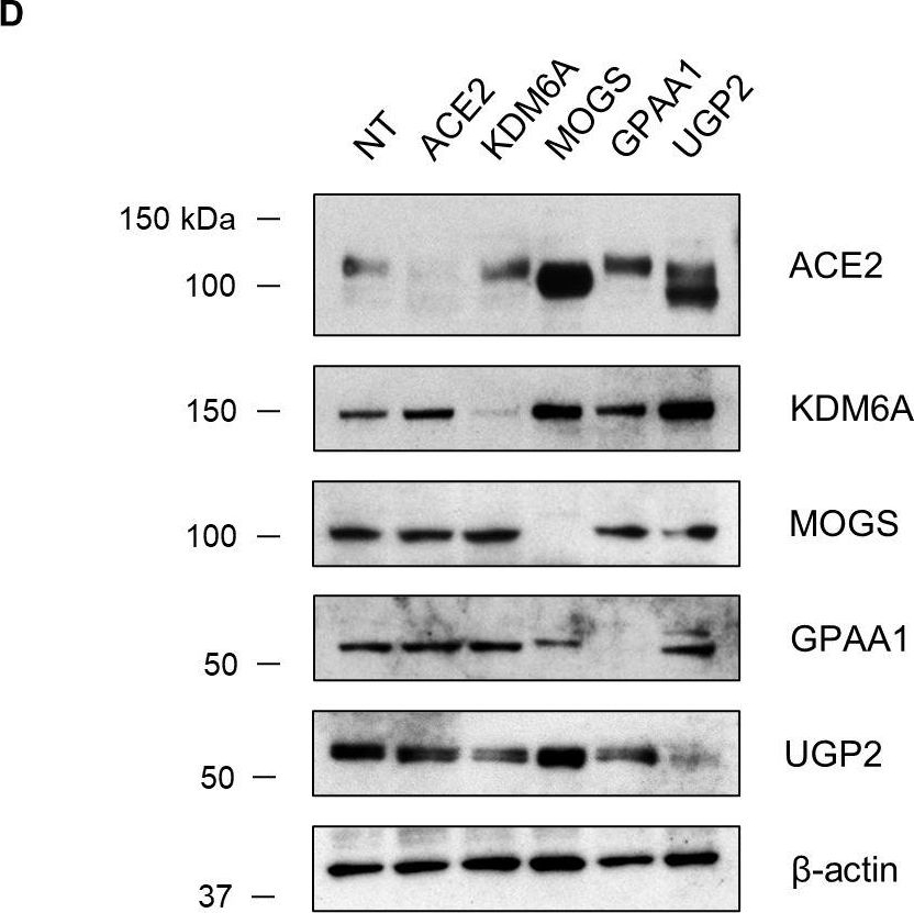 Fig.6.D showing Western Blotting in a Homo sapiens (Human) sample from the publication: Identification of cell type specific ACE2 modifiers by CRISPR screening.