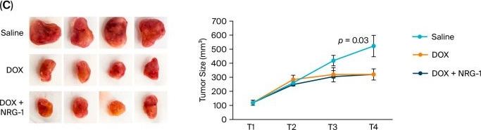 Fig.1.C from the publication: Neuregulin-1β Mitigates Doxorubicin-Induced Cardiotoxicity via Serping1 in Cardiac Fibroblasts.