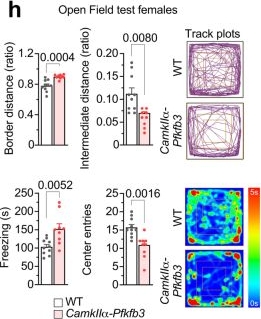 Fig.4.H showing Flow cytometry/Cell sorting from the publication: Weak neuronal glycolysis sustains cognition and organismal fitness.