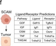 Fig.7.F from the publication: Skin basal cell carcinomas assemble a pro-tumorigenic spatially organized and self-propagating Trem2+ myeloid niche.