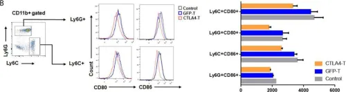 Fig.4.B showing Flow cytometry/Cell sorting from the publication: Chimeric CTLA4-CD28-CD3z T Cells Potentiate Antitumor Activity Against CD80/CD86-Positive B Cell Malignancies.