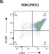 Fig.2.B showing Flow cytometry/Cell sorting in a Mus musculus (House mouse) sample from the publication: The development of murine bone marrow-derived mast cells expressing functional human MRGPRX2 for ex vivo and in vivo studies.