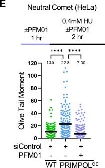 Fig.6.E from the publication: USP1-dependent nucleolytic expansion of PRIMPOL-generated nascent DNA strand discontinuities during replication stress.