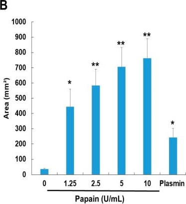 Fig.3.B showing Enzyme-linked immunosorbent assay from the publication: Unveiling the Potent Fibrino(geno)lytic, Anticoagulant, and Antithrombotic Effects of Papain, a Cysteine Protease from Carica papaya Latex Using κ-Carrageenan Rat Tail Thrombosis Model.