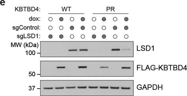 Fig.2.E showing Western Blotting from the publication: Converging mechanism of UM171 and KBTBD4 neomorphic cancer mutations.