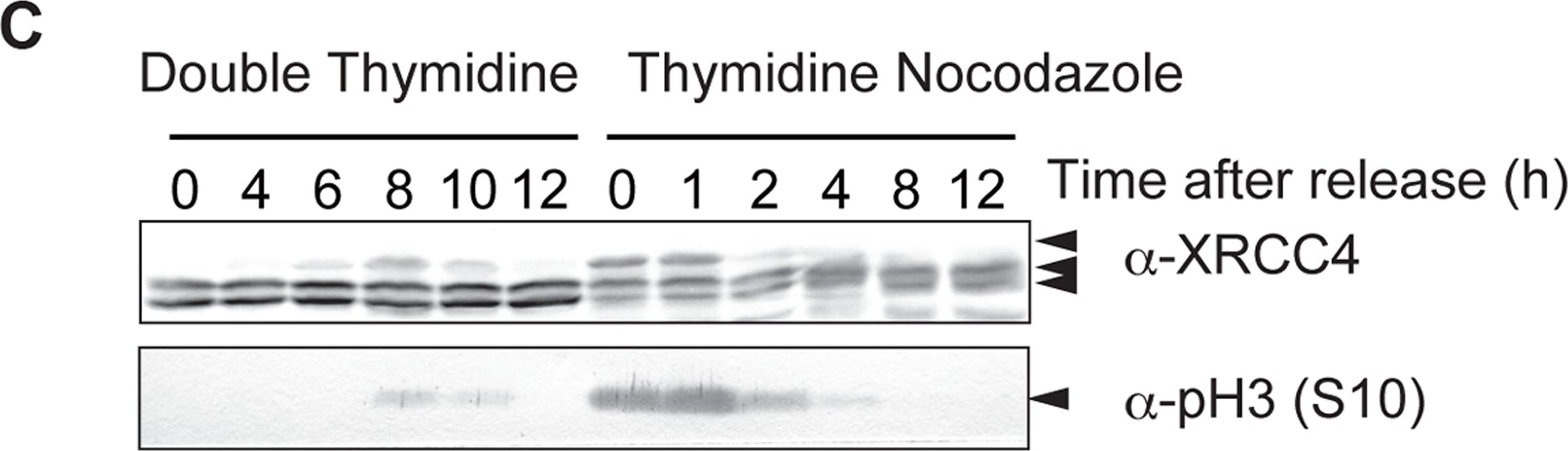 Fig.4.C showing Western Blotting in a Homo sapiens (Human) sample from the publication: Canonical non-homologous end joining in mitosis induces genome instability and is suppressed by M-phase-specific phosphorylation of XRCC4.