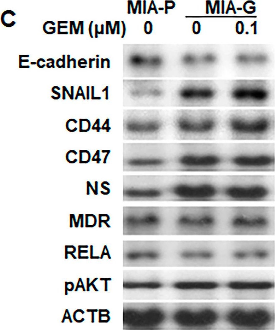 Fig.2.C showing Western Blotting from the publication: Gemcitabine Resistance in Pancreatic Ductal Carcinoma Cell Lines Stems from Reprogramming of Energy Metabolism.