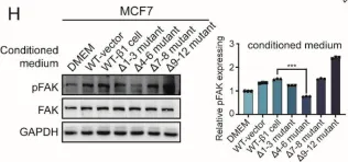 Fig.3.H showing Western Blotting from the publication: Role of Site-Specific Glycosylation in the I-Like Domain of Integrin β1 in Small Extracellular Vesicle-Mediated Malignant Behavior and FAK Activation.