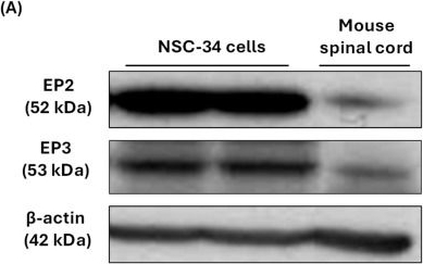 Fig.1.A showing Western Blotting in a Mus musculus (House mouse) sample from the publication: Sustained CREB Phosphorylation Is Associated with Neuritogenic Prostanoid Signaling in NSC-34 Cells.