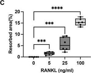 Fig.7.C from the publication: Rapid generation of dental pulp stem cell-derived mineralized extracellular matrix for quantitative osteoclast resorption assays.