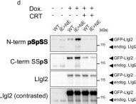 Fig.3.D showing Western Blotting in a Homo sapiens (Human) sample from the publication: Capture, mutual inhibition and release mechanism for aPKC-Par6 and its multisite polarity substrate Lgl.