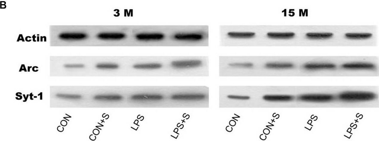 Fig.3.B showing Western Blotting in a Mus musculus (House mouse) sample from the publication: Effects of Prenatal Exposure to Inflammation Coupled With Stress Exposure During Adolescence on Cognition and Synaptic Protein Levels in Aged CD-1 Mice.