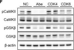 Fig.6.F showing Western Blotting from the publication: Dual Targeting of Tau Kinases and Autophagy by Abemaciclib Independent of CDK4/6 Inhibition.