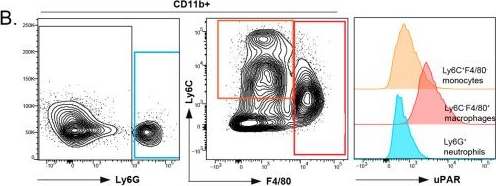 Fig.5.B showing Flow cytometry/Cell sorting from the publication: uPAR-Targeting Cytotoxic Antibody-Drug Conjugates Selectively Deplete Proinflammatory Myeloid Cells for Autoimmune Indications.