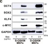 Fig.1.C showing Western Blotting from the publication: DMRT1-mediated reprogramming drives development of cancer resembling human germ cell tumors with features of totipotency.