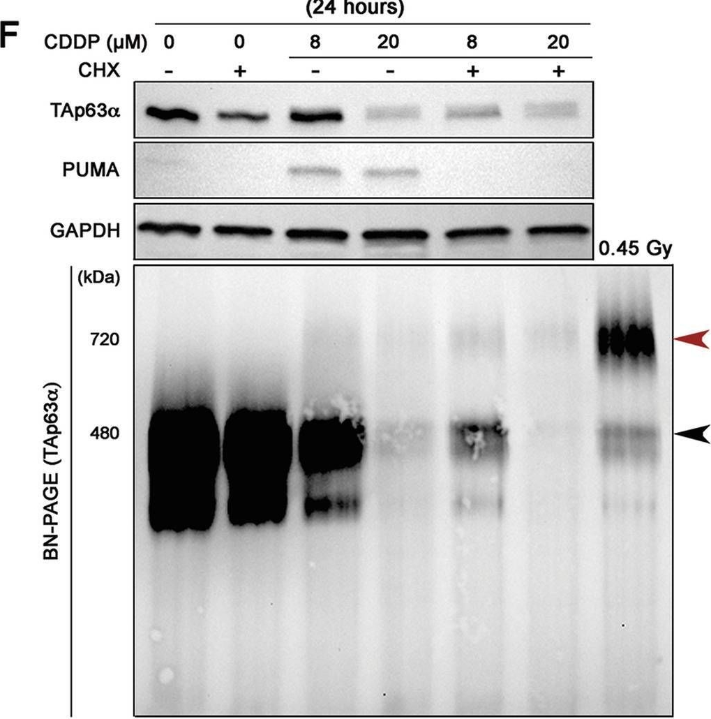 Fig.4.F showing Western Blotting from the publication: Oocyte death is triggered by the stabilization of TAp63α dimers in response to cisplatin.