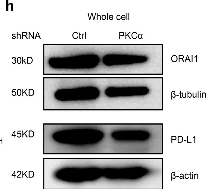 Fig.5.H showing Western Blotting in a Homo sapiens (Human) sample from the publication: PKCα regulates the secretion of PDL1-carrying small extracellular vesicles in a p53-dependent manner.