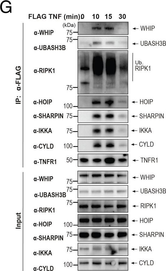 Fig.3.G showing Western Blotting in a Homo sapiens (Human) sample from the publication: Novel biochemical, structural, and systems insights into inflammatory signaling revealed by contextual interaction proteomics.