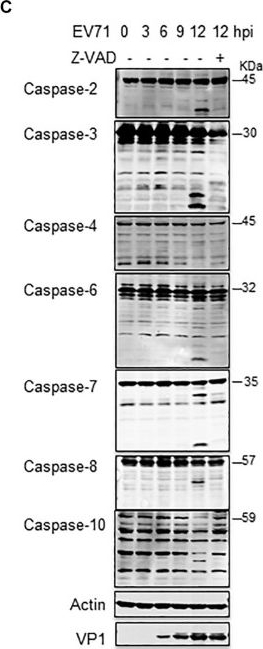 Fig.5.C showing Western Blotting from the publication: Enterovirus 71 Induces INF2 Cleavage via Activated Caspase-2 in Infected RD Cells.