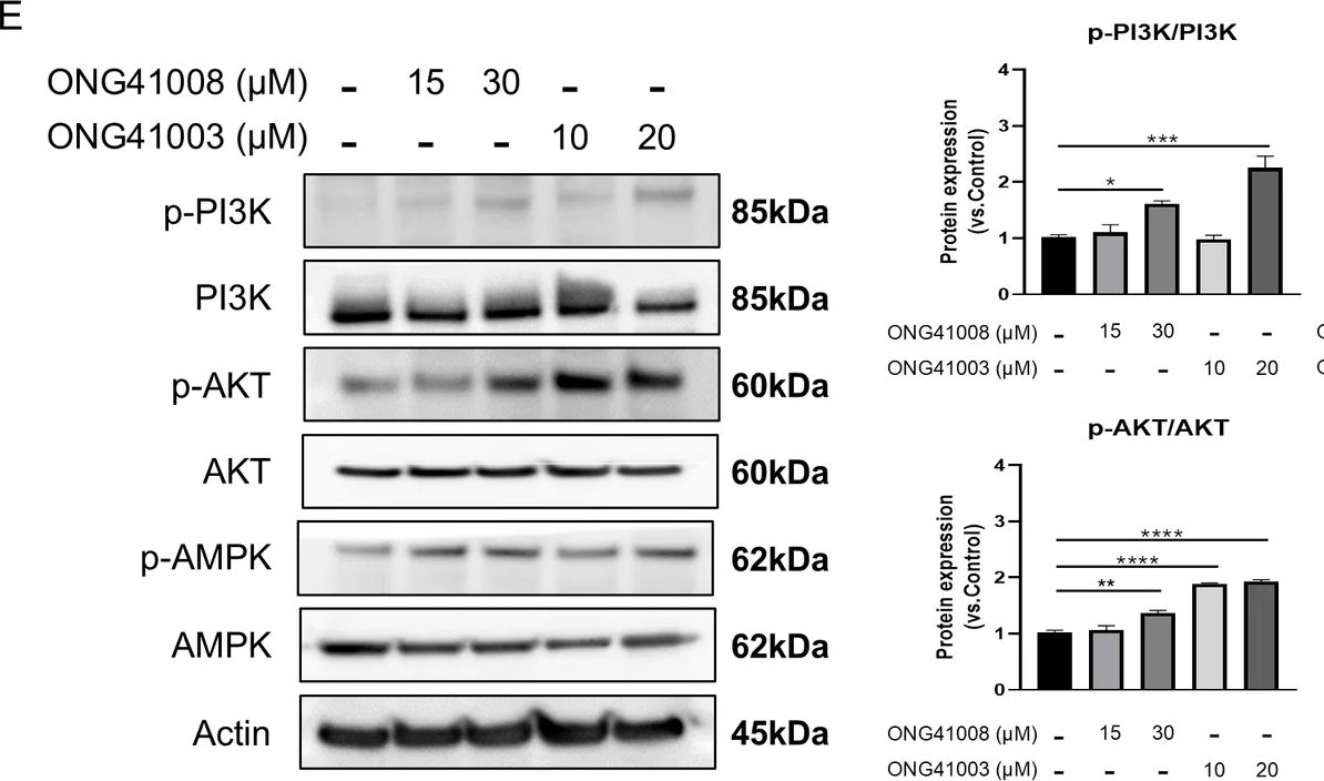 Fig.4.E showing Western Blotting in a Homo sapiens (Human) sample from the publication: Eupatilin-derived compounds enhance antitumor activity and doxorubicin efficacy in triple-negative breast cancer.