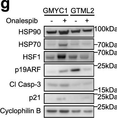 Fig.7.G showing Western Blotting in a Mus musculus (House mouse) sample from the publication: ARF suppression by MYC but not MYCN confers increased malignancy of aggressive pediatric brain tumors.