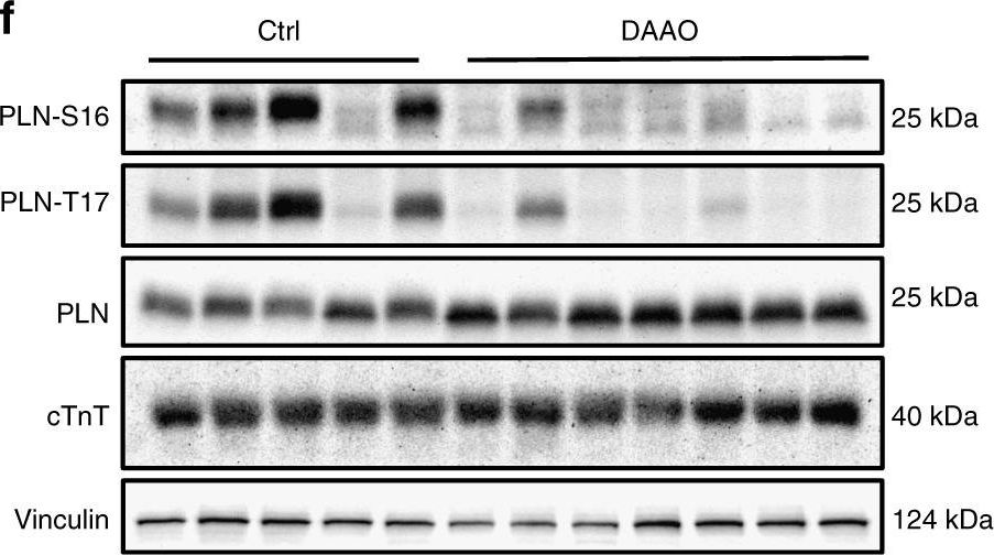 Fig.4.F showing Western Blotting in a Rattus norvegicus (Rat) sample from the publication: Chemogenetic generation of hydrogen peroxide in the heart induces severe cardiac dysfunction.