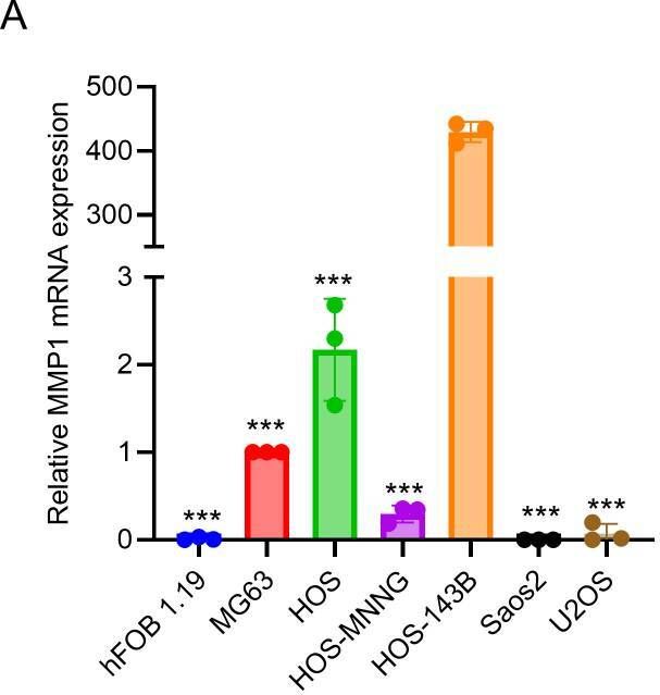 Fig.4.A from the publication: Daraxonrasib, a pan-RAS inhibitor, selectively inhibits osteosarcomas with activated KRAS by halting AKT signaling and matrix metalloprotease activity.