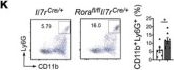 Fig.2.K showing Flow cytometry/Cell sorting in a Mus musculus (House mouse) sample from the publication: Group 2 Innate Lymphoid Cells Protect Mice from Abdominal Aortic Aneurysm Formation via IL5 and Eosinophils.