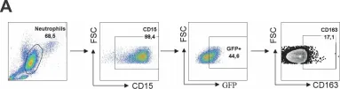 Fig.5.A showing Flow cytometry/Cell sorting in a Homo sapiens (Human) sample from the publication: sCD163 levels as a biomarker of disease severity in leprosy and visceral leishmaniasis.