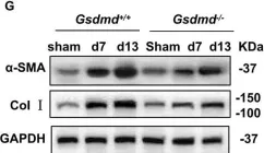 Fig.1.G showing Western Blotting in a Mus musculus (House mouse) sample from the publication: GSDMD-dependent neutrophil extracellular traps promote macrophage-to-myofibroblast transition and renal fibrosis in obstructive nephropathy.