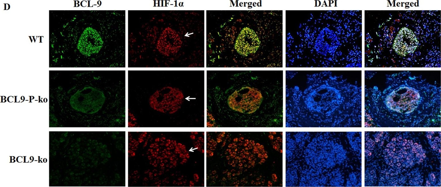 BCL9 antibodies - Antibody search engine - CiteAb