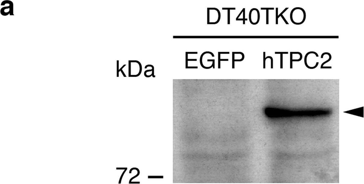 Fig.1.A showing Western Blotting in a Homo sapiens (Human) sample from the publication: Characterization of Two-Pore Channel 2 by Nuclear Membrane Electrophysiology.